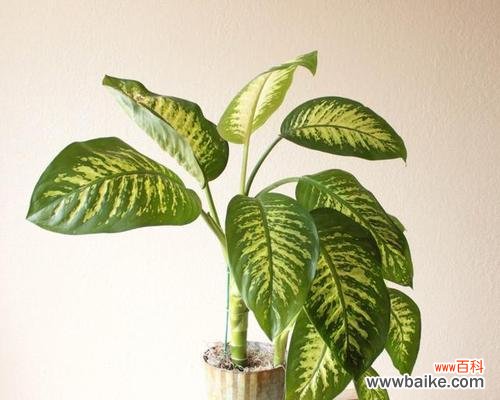 传递坚持与永恒的心声 寄托希望的万年青