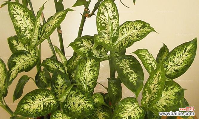 传递坚持与永恒的心声 寄托希望的万年青