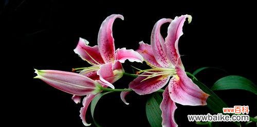 美丽与纯洁的化身 百合花的象征意义