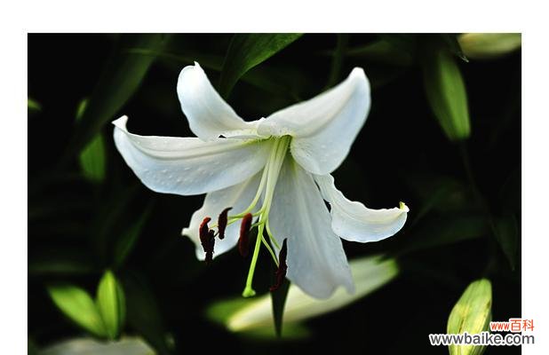 美丽与纯洁的化身 百合花的象征意义