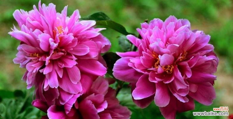 探索白芍花的美丽传说与深远花语 白芍花