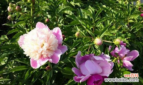 探索白芍花的美丽传说与深远花语 白芍花