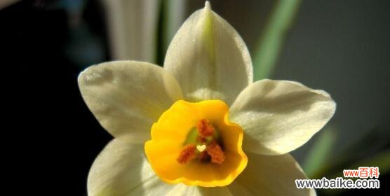 解读不水仙会死的内涵及其影响 不水仙会死的意思是什么