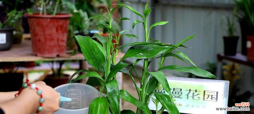 以搬家送富贵竹寓意 搬家送富贵竹，吉祥如意之选
