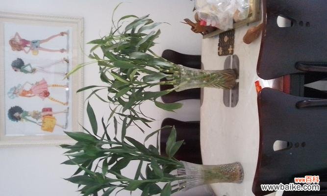 以搬家送富贵竹寓意 搬家送富贵竹，吉祥如意之选