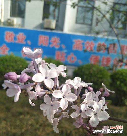 从医药到文化艺术 丁香的象征意义及应用领域