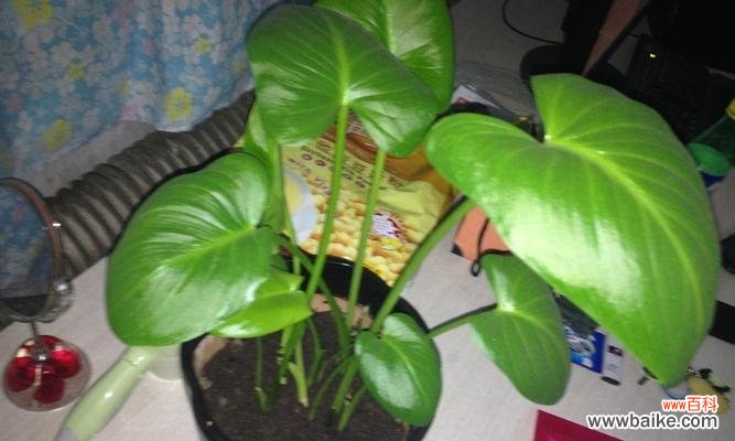 探索滴水观音菩萨的象征与意义 滴水观音菩萨