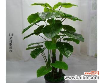 探索滴水观音菩萨的象征与意义 滴水观音菩萨