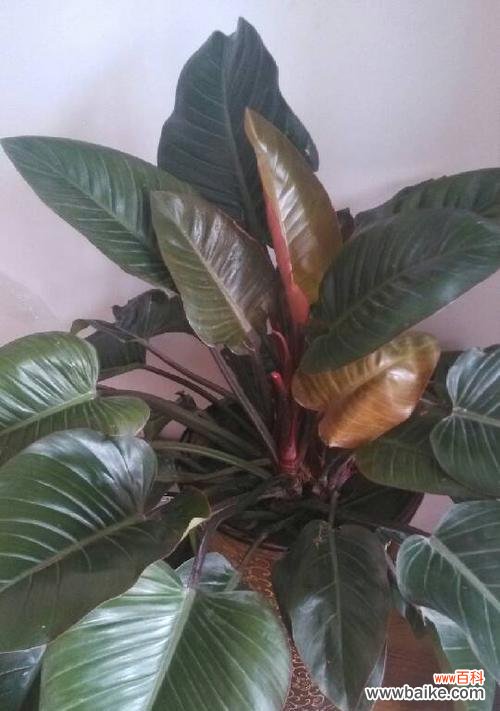 探索滴水观音菩萨的象征与意义 滴水观音菩萨