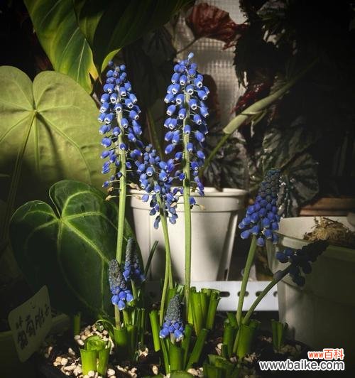 揭开风信子的神秘面纱 风信子的象征意义与美丽之融合