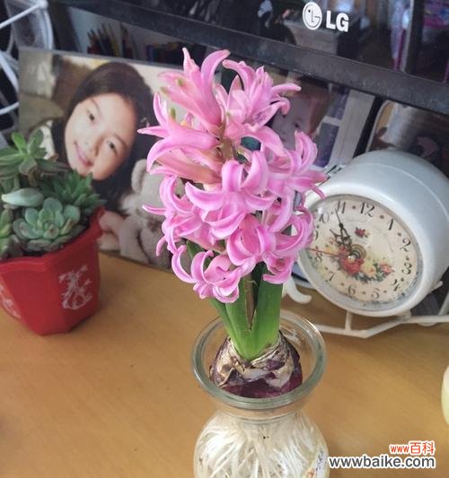 探索风信子的含义与神奇传说 风信子的花语与传说