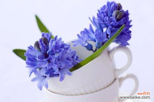 探索风信子的含义与神奇传说 风信子的花语与传说