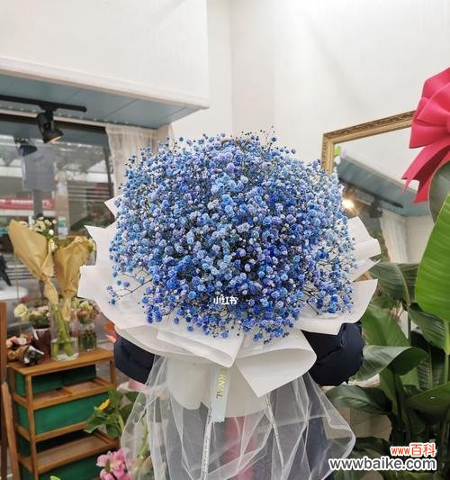 向阳灿烂的花朵 盛放芬芳的满天星——粉满天星与蓝满天星花语