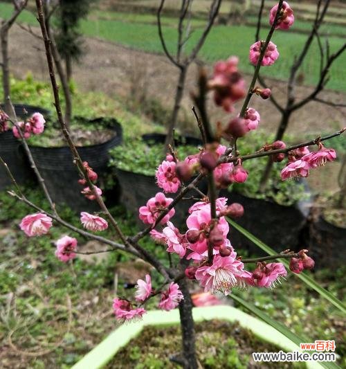 冬日之中绽放的梅花 冬天的梅花