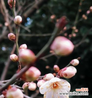 冬日之中绽放的梅花 冬天的梅花