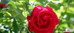 探寻玫瑰花背后的意义 玫瑰花的不同颜色与含义