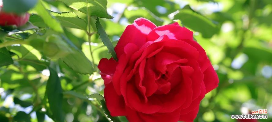 探寻玫瑰花背后的意义 玫瑰花的不同颜色与含义