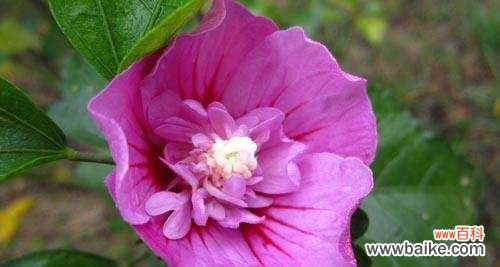 揭开花的花语和传说之谜 花语传说