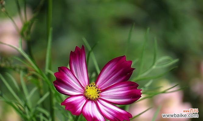 揭示爱情中的真谛 以格桑花的爱情花语