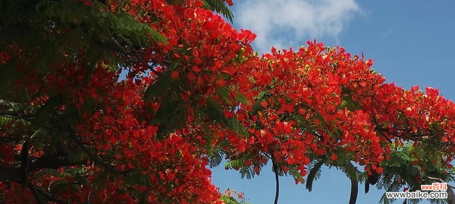 探寻凤凰花的象征意义与文化内涵 凤凰花的代表意义