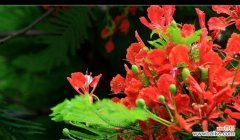 探寻凤凰花的象征意义与文化内涵 凤凰花的代表意义