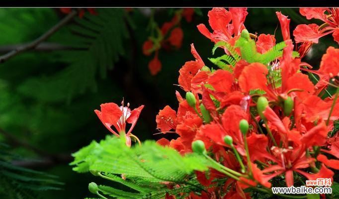 探寻凤凰花的象征意义与文化内涵 凤凰花的代表意义