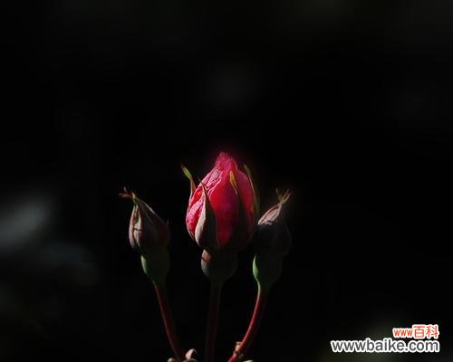 探寻黑色花卉的花语和魅力 黑色花卉的神秘之美