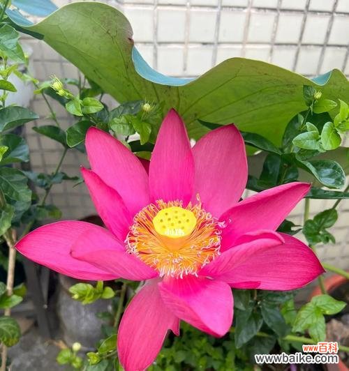 探索荷花网络的定义 荷花网络