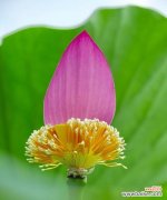 探索荷花网络的定义 荷花网络