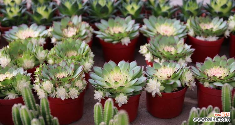 探索观音的不同表象和深层含义 观音菩萨