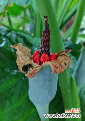 探索观音的不同表象和深层含义 观音菩萨