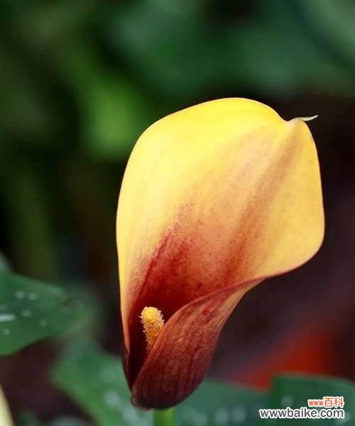 探寻马蹄莲的秘密 马蹄莲的花语与寓意