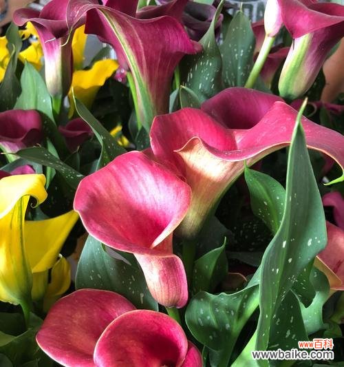 探寻马蹄莲的秘密 马蹄莲的花语与寓意