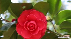 探索花语的深层含义 用花语传递情感的艺术