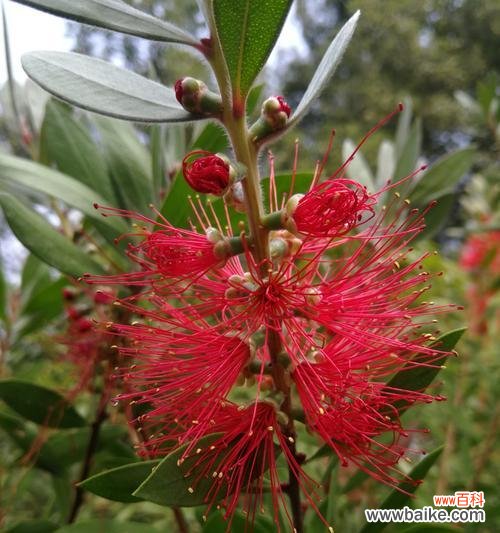 深入探讨花千层花的寓意 花千层花的象征与意义