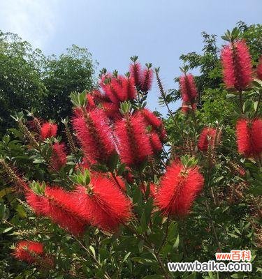 深入探讨花千层花的寓意 花千层花的象征与意义