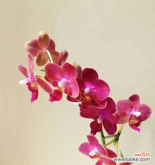 揭示蝴蝶兰花朵的内涵与意义 蝴蝶兰的花语之美