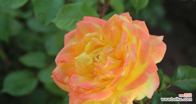 揭开黄色月季花的花语之谜 黄色月季花