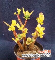 传递幸福与繁荣的金色花海 黄金花月的美丽寓意