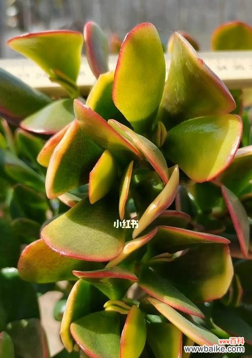 传递幸福与繁荣的金色花海 黄金花月的美丽寓意