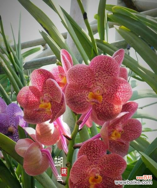 了解卡利蝴蝶兰的花语与意义 以卡利蝴蝶兰花语为主题的花语探秘