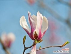 语低香近 倦倚玉栏，月晕容易