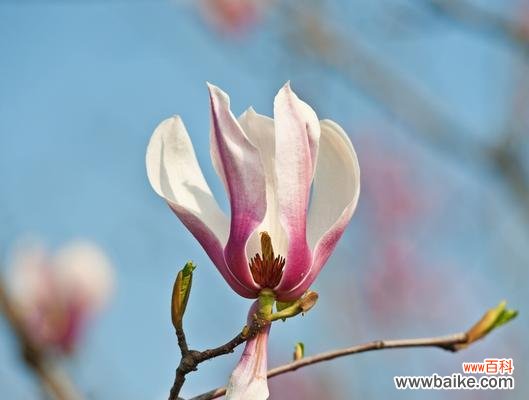 语低香近 倦倚玉栏，月晕容易