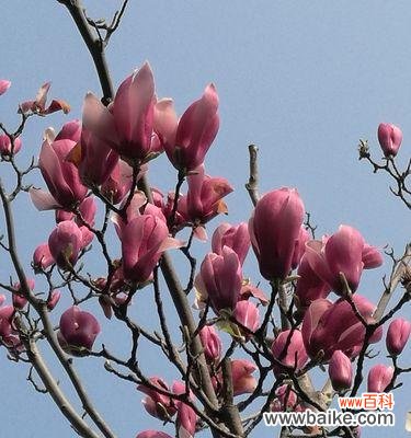 语低香近 倦倚玉栏，月晕容易