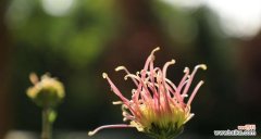 以菊残犹有傲霜枝——一种不屈的生命态度 傲霜枝