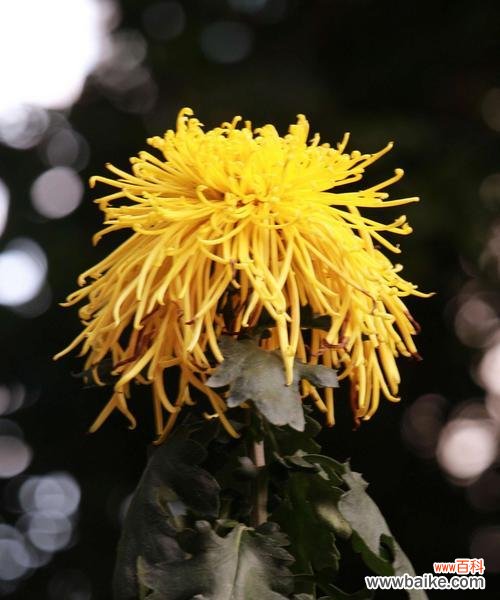 以菊残犹有傲霜枝——一种不屈的生命态度 傲霜枝