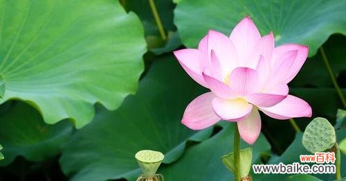 感恩的重要性与意义 以鞠谢心领,感恩的力量