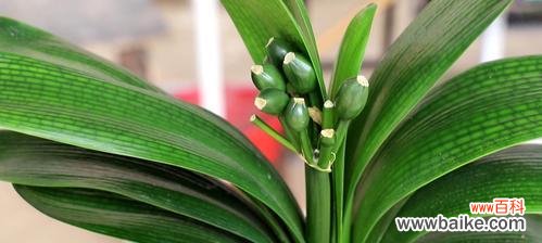 以家里养君子兰 君子兰之家,品德之舞