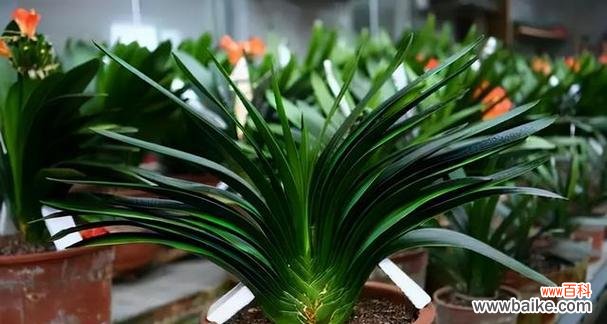 以家里养君子兰 君子兰之家,品德之舞