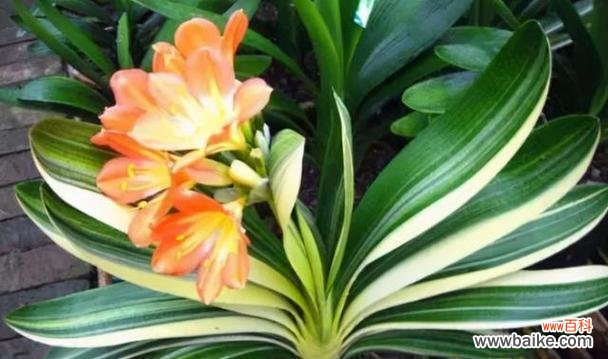 以家里养君子兰 君子兰之家,品德之舞